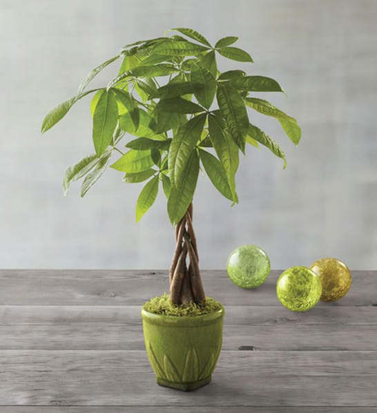 A photo of holiday gifts for employees with a money tree in a green pot with three green ornaments in the background.