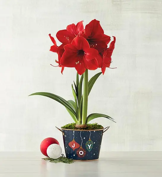 A photo of holiday gifts for employees with an amaryllis plant in a holiday planter box with two ornaments next to it.