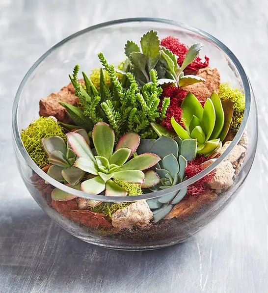 A photo of holiday gifts for employees with a glass terrarium full of succulents.