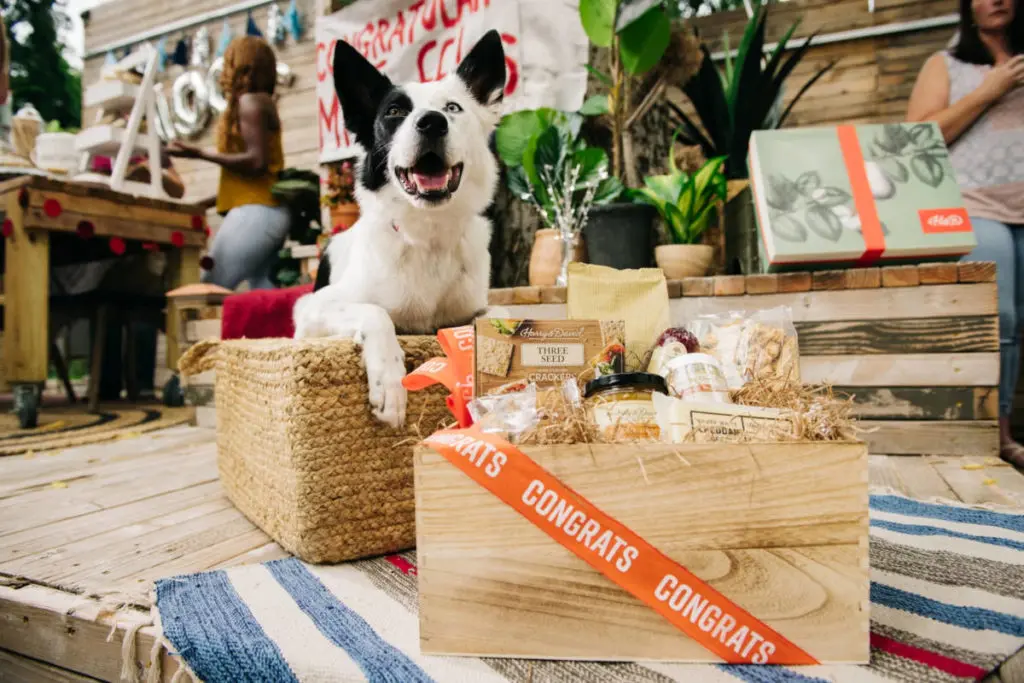 A photo of birthday party trends with a dog sitting on a porch with a gift in front of them.