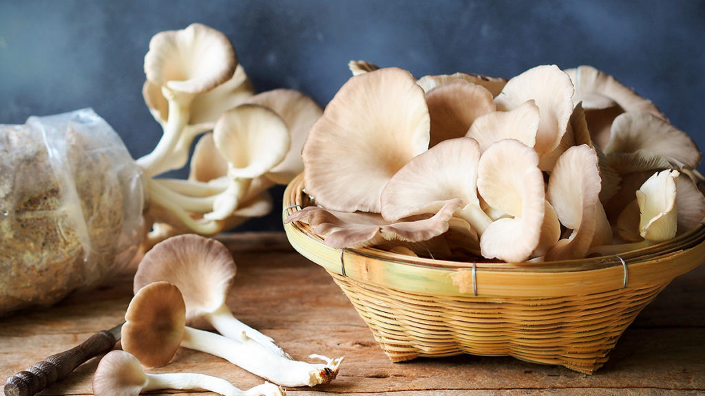 A photo of food trends with a basket of oyster mushrooms sitting in a basket