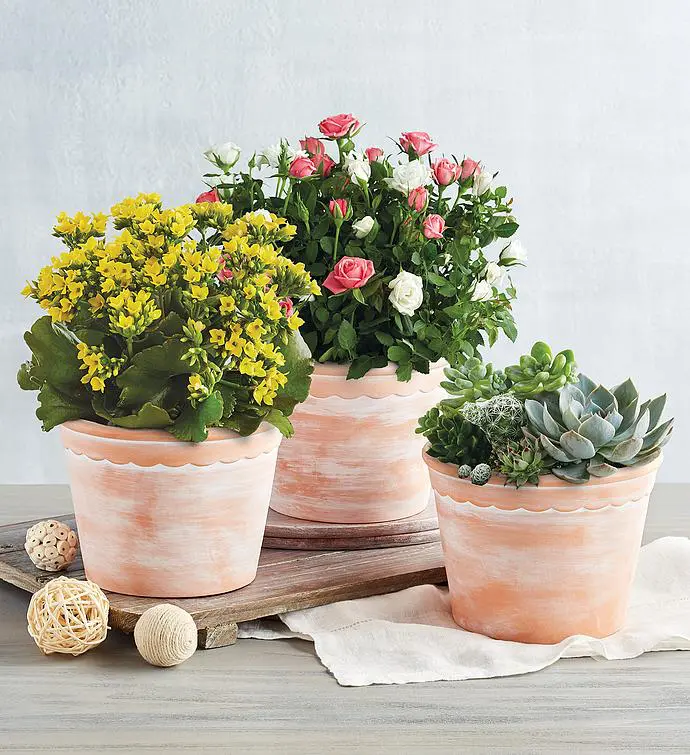 A photo of gifts for women with three potted plants on a wooden counter.