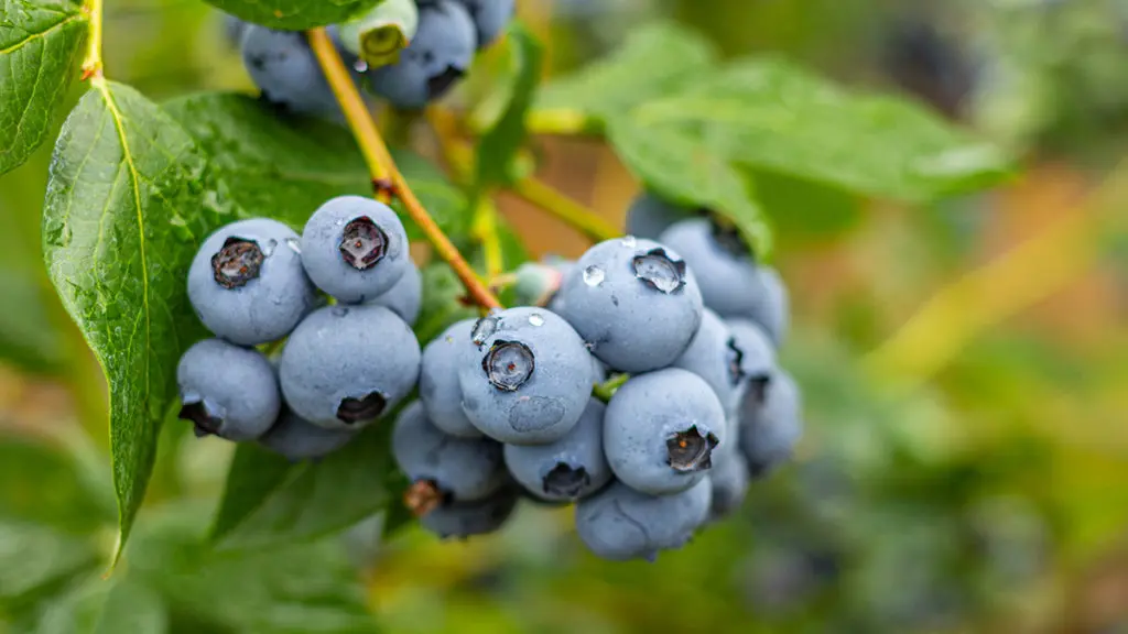 A photo of facts about blueberries with ripe blueberries on a vine.