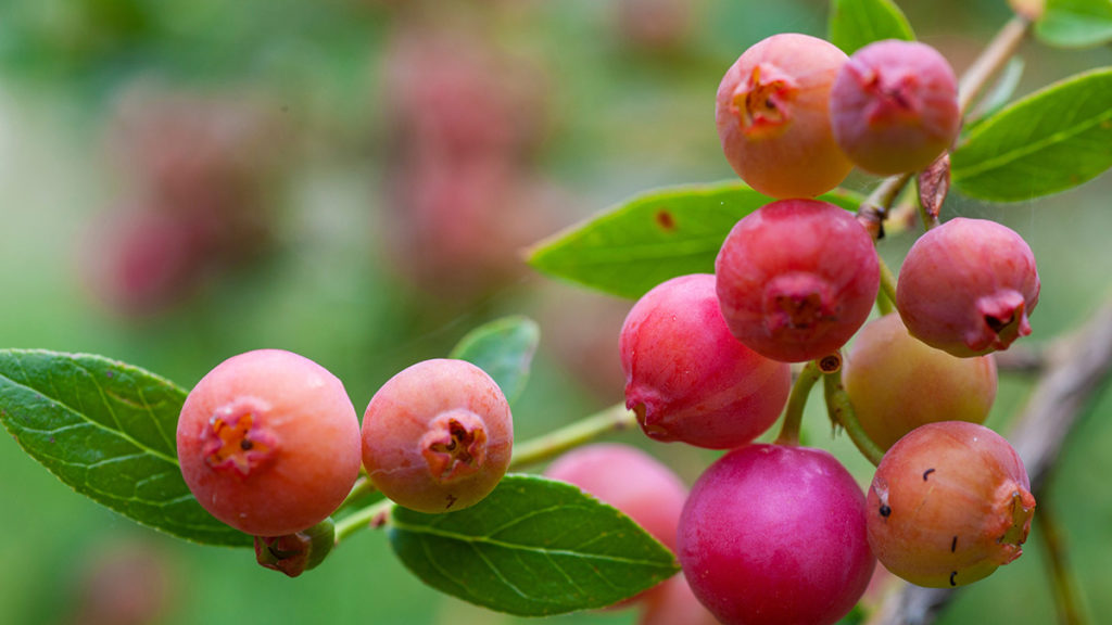 A photo of facts about blueberries with pink blueberries on a vine.