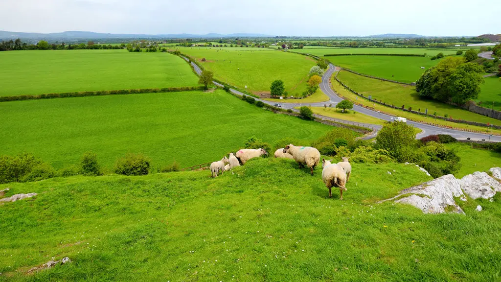 A photo of St. Patrick's Day with an above shot of a herd of sheep running through green fields in Ireland.