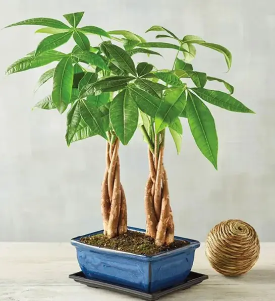 A photo of birthday gifts for brothers with a money tree
