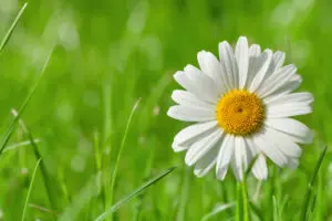 This is an image of April birthdays and a daisy flower.