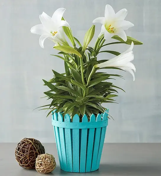 Easter gift ideas with a lily in a planter.