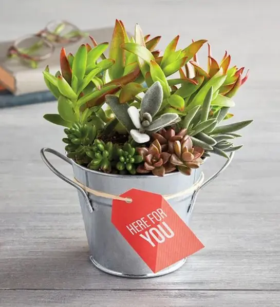 A photo of get well with a succulent in a pot that 