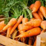 The History of Carrots: How a Middle Eastern Root Vegetable Became a Baking Staple