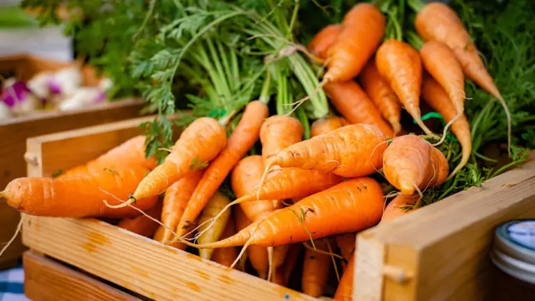 A photo of a history of carrots with a bunch of fresh carrots in a box