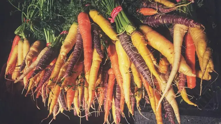 A photo of a history of carrots with a bunch of multicolored carrots on a table.