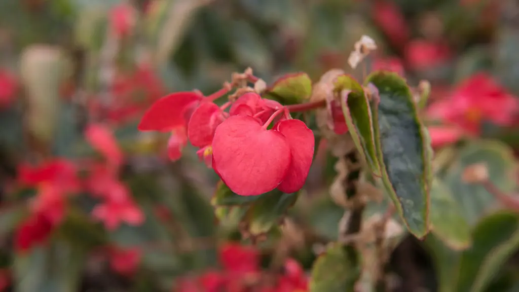 A photo of edible flowers with citrus begonias growing in a field