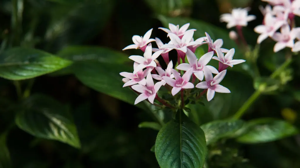 A photo of edible flowers with a closeup of Egyptian Star flowers