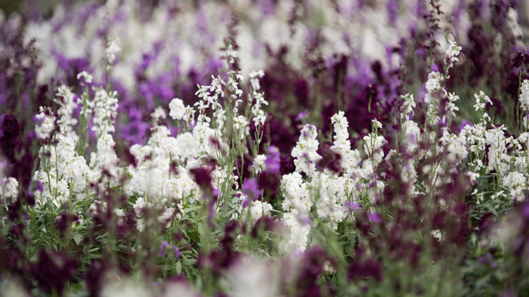 A photo of edible flowers with a field of mini floret herb blooms