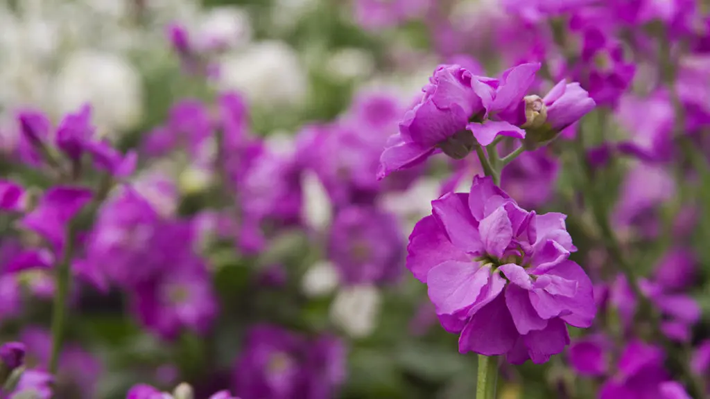 A photo of edible flowers with a closeup of mini florets