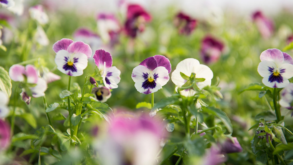 A photo of edible flowers with a field of violas
