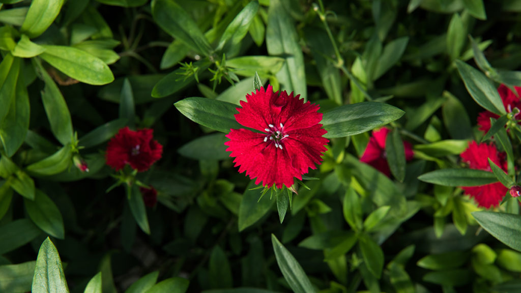 A photo of edible flowers with red dianthus.