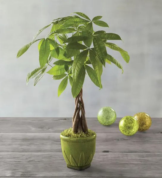 A photo of graduation gift ideas with a money tree