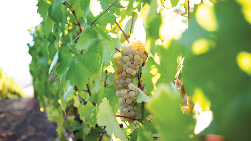 A photo of pinot gris grapes on a vine