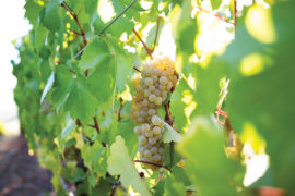 A photo of pinot gris grapes on a vine