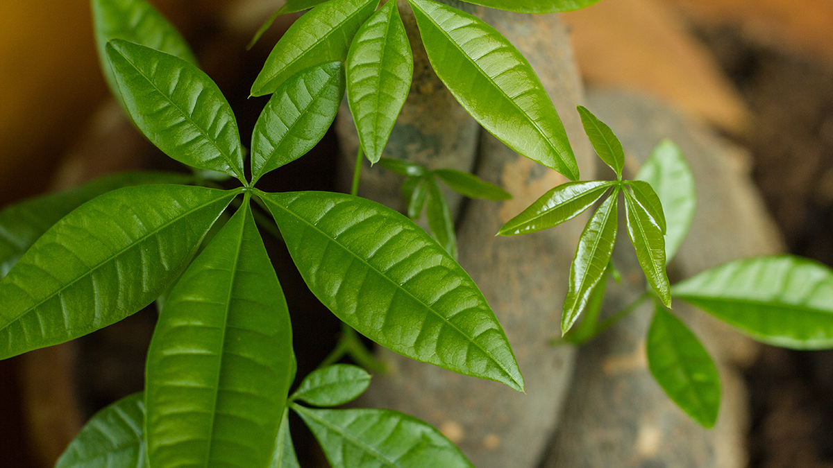 Peanuts as houseplants can be enjoyed for both flowers and food