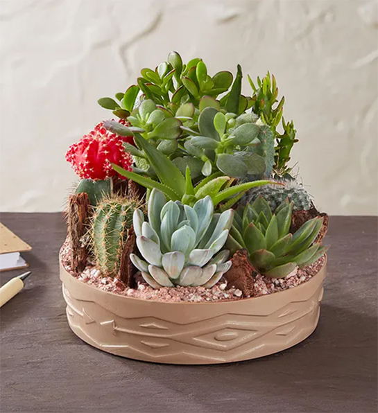 Dad jokes with a cactus dish garden on a table.