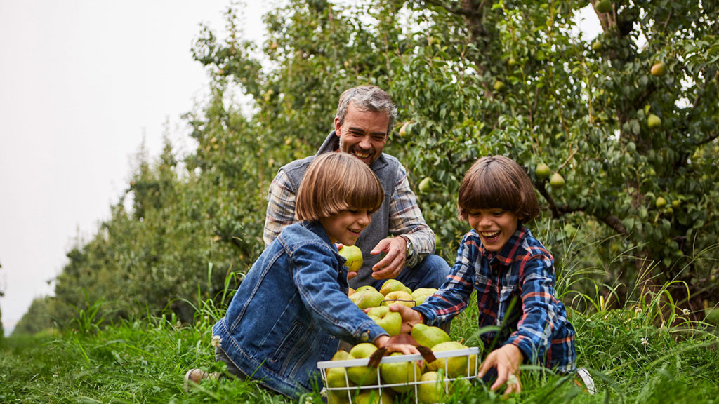 Food puns with a father and two sons smiling while they pick pears.