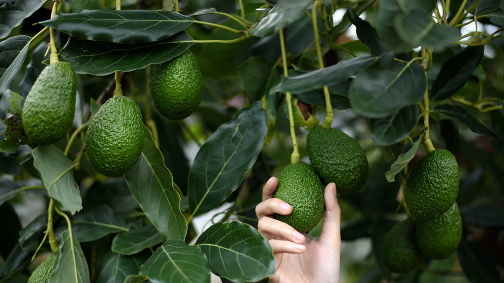 Photo of how to ripen an avocado with a hand reaching up to an avocado hanging from a tree