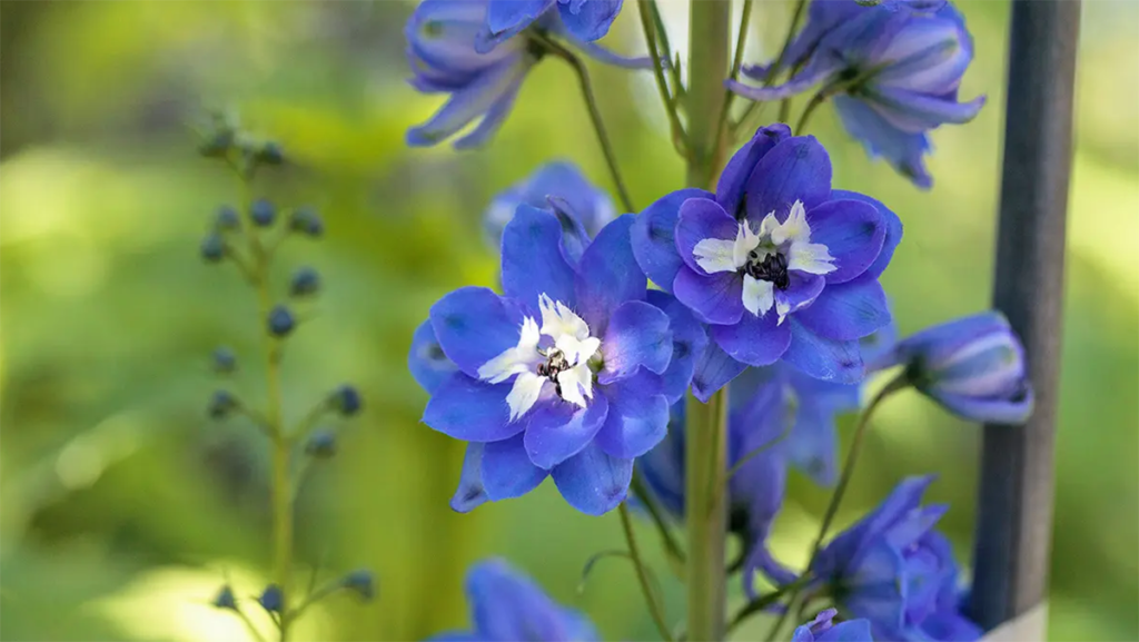 Photo of july birthdays with a larkspur flower