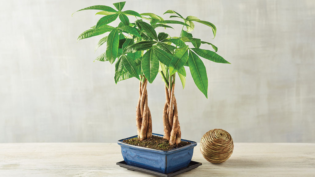 A photo of a money tree in a pot