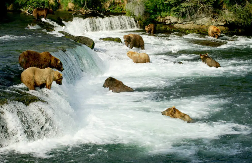 Bucket list. A group of bears hunting for salmon in a river in Alaska.