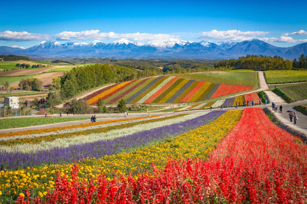 When you're full from eating scallops, go visit the colorful flower fields and mountains of Hokkaido.