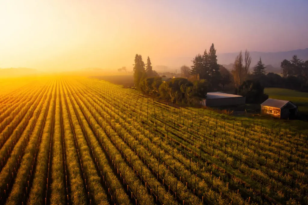 Bucket list. A sunset over a vineyard in Sonoma County, California