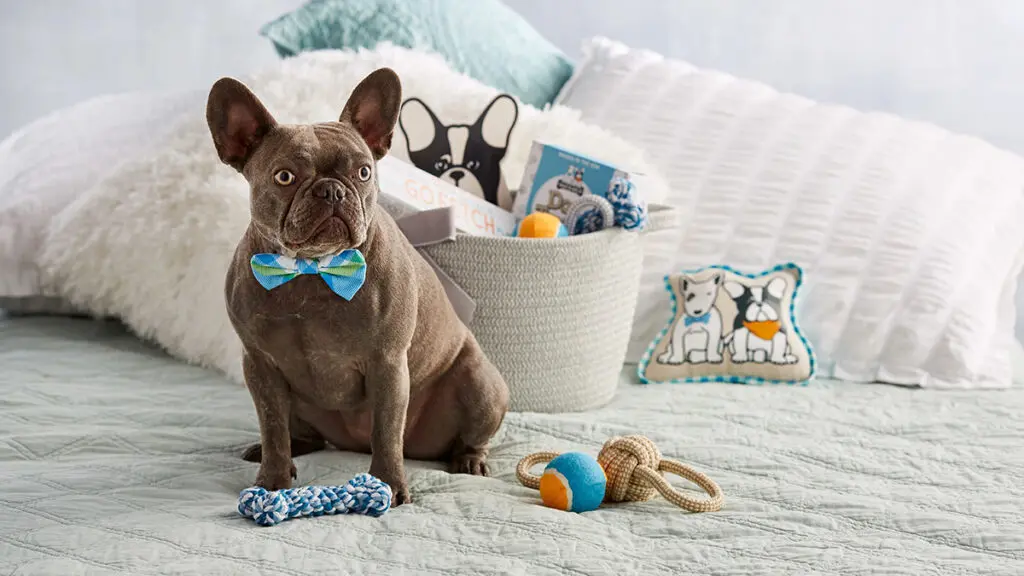 Gifts for pets with a small dog sitting on a bed next to a basket of toys and treats.