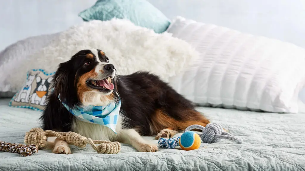 Gifts for pets with a dog laying on a bed surrounded by toys and treats.
