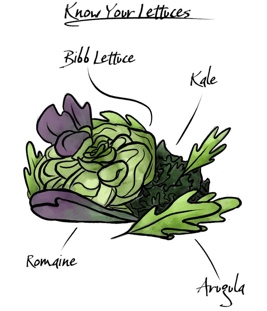 How to make a salad with an illustration of different kinds of lettuce.