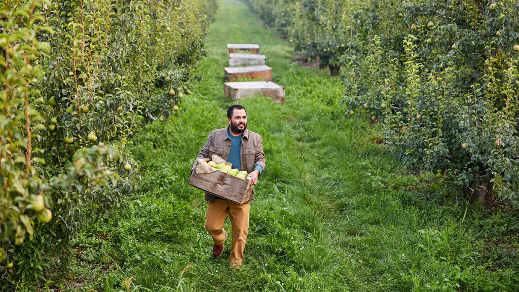 Pear harvest with a man holding a box of pears walking through an orchard.