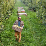 Our Pear Harvest By the Numbers