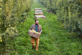 Pear harvest with a man holding a box of pears walking through an orchard.