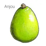 Types of pears with an illustration of an Anjou pear.