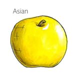 Types of pears with an illustration of an Asian pear.