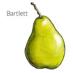 Types of pears with an illustration of a Bartlett pear.