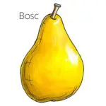Types of pears with an illustration of a Bosc pear.