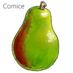 Types of pears with an illustration of a Comice pear.