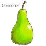Types of pears with an illustration of a Concorde pear.