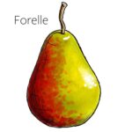 Types of pears with an illustration of a Forelle pear.