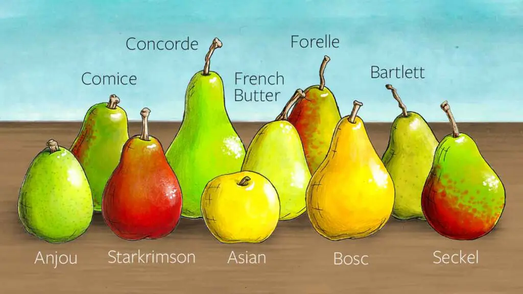 Types of pears on a table.