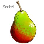 Types of pears with an illustration of a Seckel pear.