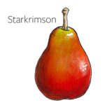Types of pears with an illustration of a Starkrimson pear.